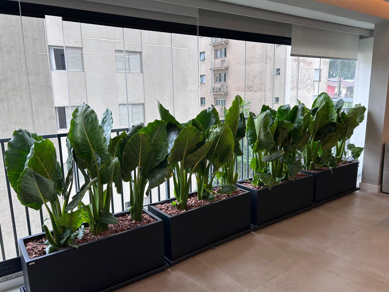 Varanda com jardineiras de Alocasia vistas da sala