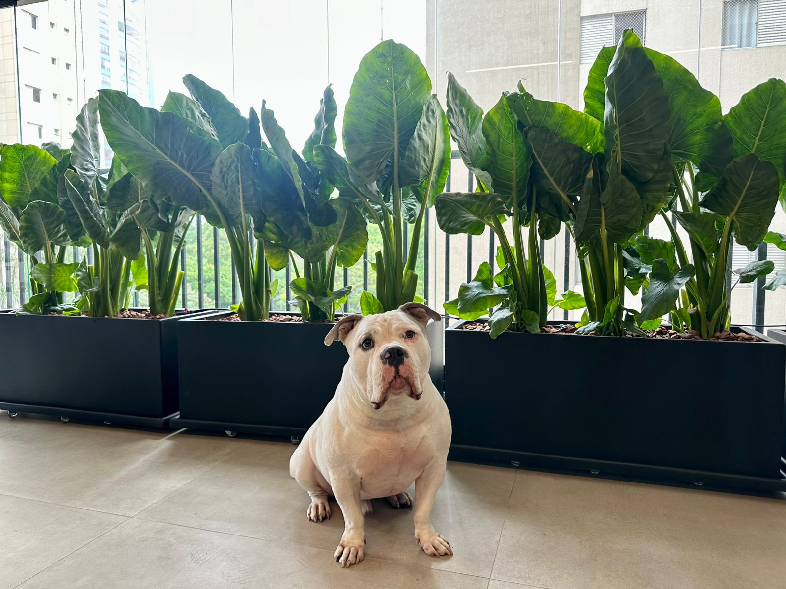 Cão da família ao lado das jardineiras da varanda